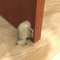 Rockwood 491 Automatic Door Mounted Door Holder Applied 